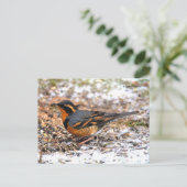 Atemberaubender Varietätsongbird auf dem Schneegeb Postkarte (Stehend Vorderseite)