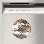 Atemberaubender Varietätsongvogel im Winter Magnet (In Situ (Geschirrspüler))