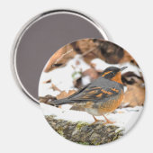 Atemberaubender Varietätsongvogel im Winter Magnet (Vorderseite/Rückseite)