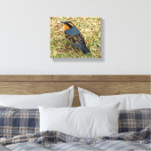 Atemberaubender Varieté-Thrush auf dem Rasen Leinwanddruck (Insitu (Schlafzimmer))