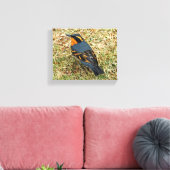 Atemberaubender Varieté-Thrush auf dem Rasen Leinwanddruck (Insitu (Wohnzimmer))