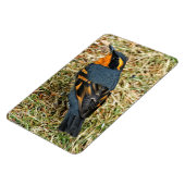 Atemberaubender Varieté-Thrush auf dem Rasen Magnet (Linke Seite)