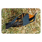 Atemberaubender Varieté-Thrush auf dem Rasen Magnet (Horizontal)