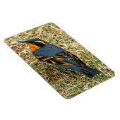 Atemberaubender Varieté-Thrush auf dem Rasen Magnet (Rechte Seite)