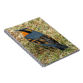 Atemberaubender Varieté-Thrush auf dem Rasen Notizblock (Rechte Seite)