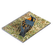 Atemberaubender Varieté-Thrush auf dem Rasen Notizblock (Linke Seite)