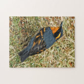 Atemberaubender Varieté-Thrush auf dem Rasen Puzzle (Horizontal)