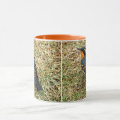 Atemberaubender Varieté-Thrush auf dem Rasen Tasse (Zentrum)