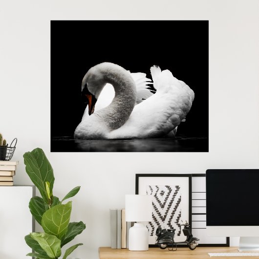 Atemberaubender weißer Schwan auf schwarzem Hinter Poster (Heimbüro)