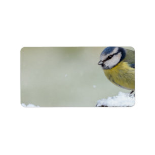 Atemberaubender wilder Vogel des blauen Tit im Adressaufkleber