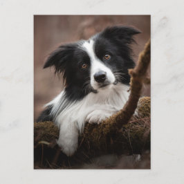 Atemberaubendes Border Collie Portrait Postkarte