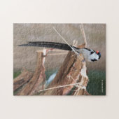 Atemberaubendes Button-Schwänzchen-Whydah-Songbird Puzzle (Horizontal)