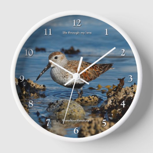 Atemberaubendes Dunlin Sandpiper Shorebird am Stra Uhr (Vorderseite)