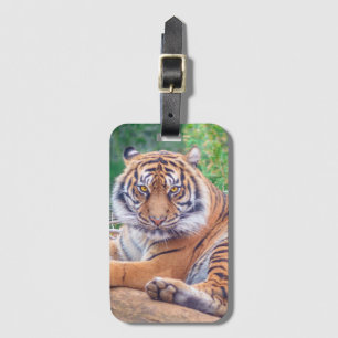 Atemberaubendes Foto eines liegenden Tigers Gepäckanhänger