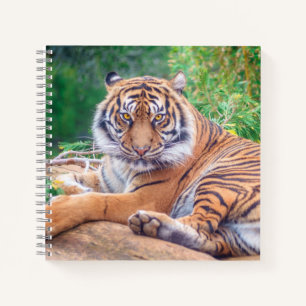 Atemberaubendes Foto eines liegenden Tigers Notizblock