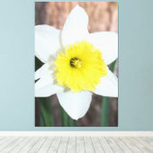 Atemberaubendes großes Daffodil Leinwanddruck (Insitu (Holzboden))