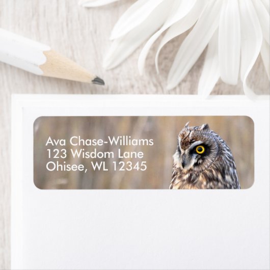 Atemberaubendes Kurz-gezüchtetes Owl in den Marsch (Insitu)