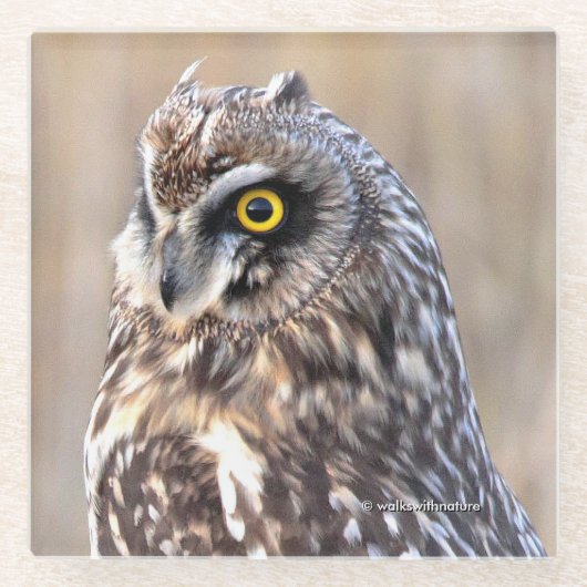 Atemberaubendes Kurz-gezüchtetes Owl in den Marsch Glasuntersetzer (Vorderseite)