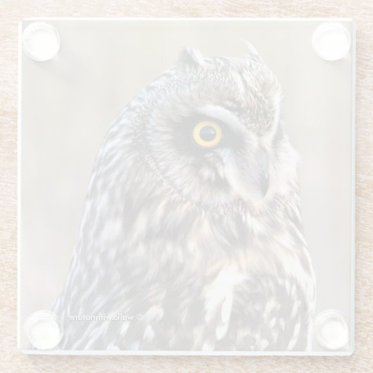 Atemberaubendes Kurz-gezüchtetes Owl in den Marsch Glasuntersetzer (Rückseite)