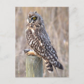 Atemberaubendes Kurzes Ecken mit Vole Postkarte (Vorderseite)