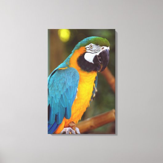 Atemberaubendes Macaw Leinwanddruck (Vorderseite)