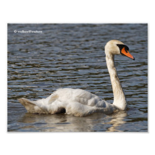 Atemberaubendes Mute Swan Gliding am See Fotodruck