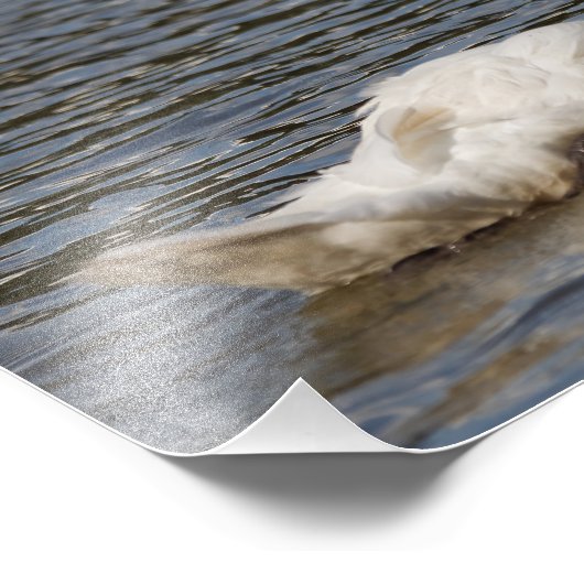 Atemberaubendes Mute Swan Gliding am See Fotodruck (Ecke)