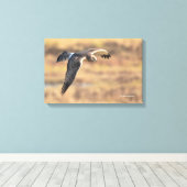 Atemberaubendes Nordharrier auf der Jagd im Sumpf Leinwanddruck (Insitu (Holzboden))