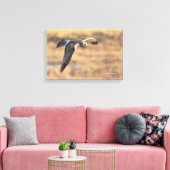 Atemberaubendes Nordharrier auf der Jagd im Sumpf Leinwanddruck (Insitu (Wohnzimmer))