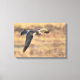 Atemberaubendes Nordharrier auf der Jagd im Sumpf Leinwanddruck