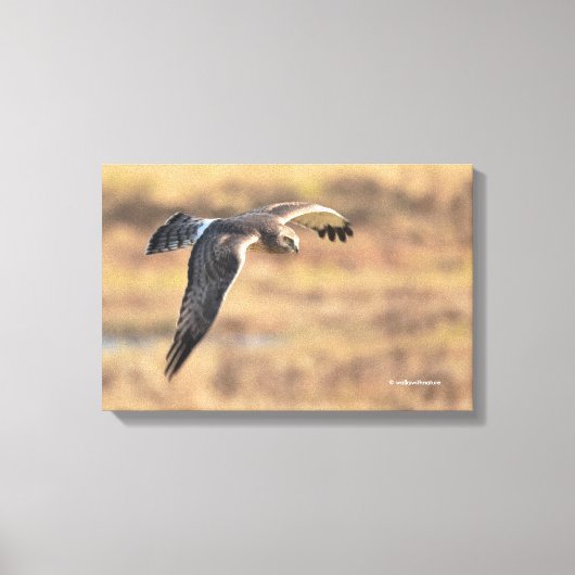 Atemberaubendes Nordharrier auf der Jagd im Sumpf Leinwanddruck (Vorderseite)
