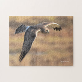 Atemberaubendes Nordharrier auf der Jagd im Sumpf Puzzle