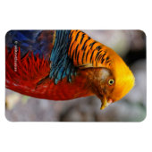 Atemberaubendes Profil eines roten Golden Pheasant Magnet (Horizontal)