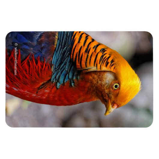 Atemberaubendes Profil eines roten Golden Pheasant Magnet (Horizontal)