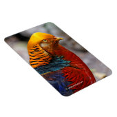 Atemberaubendes Profil eines roten Golden Pheasant Magnet (Rechte Seite)