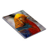 Atemberaubendes Profil eines roten Golden Pheasant Notizblock (Rechte Seite)