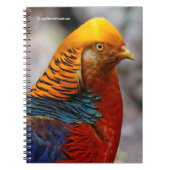 Atemberaubendes Profil eines roten Golden Pheasant Notizblock (Vorderseite)