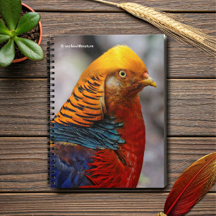 Atemberaubendes Profil eines roten Golden Pheasant Notizblock