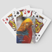 Atemberaubendes Profil eines roten Golden Pheasant Spielkarten (Rückseite)