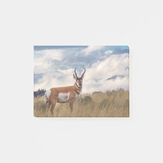 Atemberaubendes Pronghorn Post-it Klebezettel (Vorderseite)