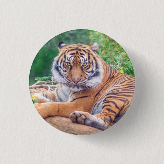 Atemberaubendes Rekrutieren von Tigerfotografie Button (Vorderseite)