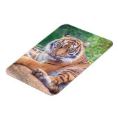 Atemberaubendes Rekrutieren von Tigerfotografie Magnet (Linke Seite)