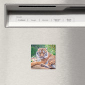 Atemberaubendes Rekrutieren von Tigerfotografie Magnet (In Situ (Geschirrspüler))
