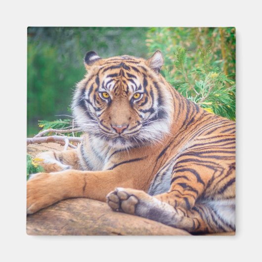 Atemberaubendes Rekrutieren von Tigerfotografie Magnet (Vorne)