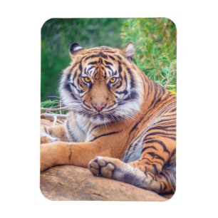 Atemberaubendes Rekrutieren von Tigerfotografie Magnet