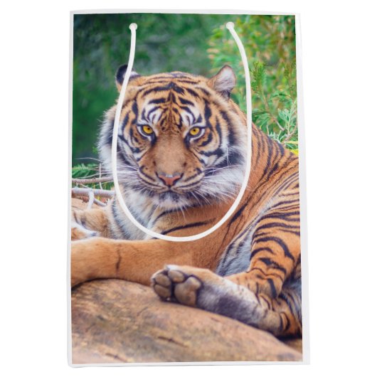 Atemberaubendes Rekrutieren von Tigerfotografie Mittlere Geschenktüte (Vorderseite)