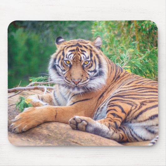 Atemberaubendes Rekrutieren von Tigerfotografie Mousepad (Vorne)