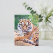 Atemberaubendes Rekrutieren von Tigerfotografie Postkarte (Stehend Vorderseite)