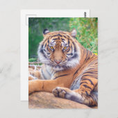 Atemberaubendes Rekrutieren von Tigerfotografie Postkarte (Vorne/Hinten)