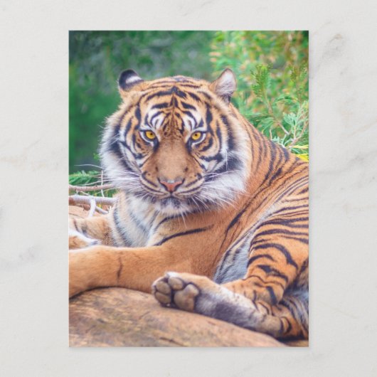 Atemberaubendes Rekrutieren von Tigerfotografie Postkarte (Vorderseite)